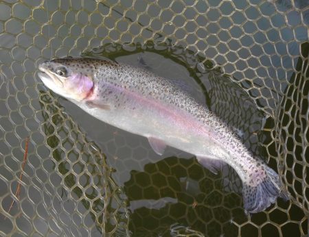 大安トラウトレイク 釣果